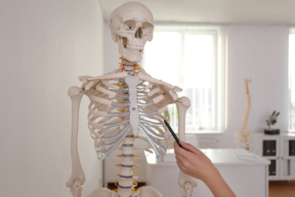 Orthopedic specialist using a skeleton model to explain spinal anatomy